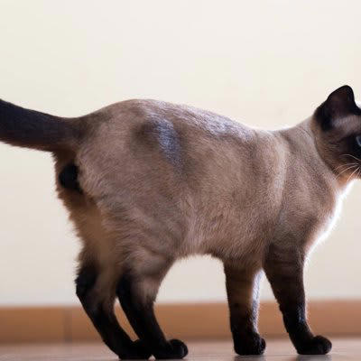 猫が呼びかけに「しっぽだけで応える」5つの意味, 1.返事をしている, 2.警戒している, 3.リラックスしている, しっぽの動きから読み取る猫の気持ち