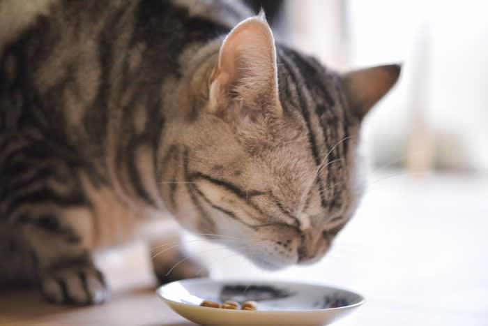 猫の健康な体作りに欠かせない『栄養素』, 1.「タンパク質」は筋肉・皮膚・被毛を支える土台, 2.「タウリン」は目と心臓を守ってくれる, 3.「ビタミンA」で暗闇でも活動できる, 4.「オメガ3脂肪酸」はふわふわな毛並みと関節の味方, 足りないとどうなる？猫が出す健康のSOSサイン