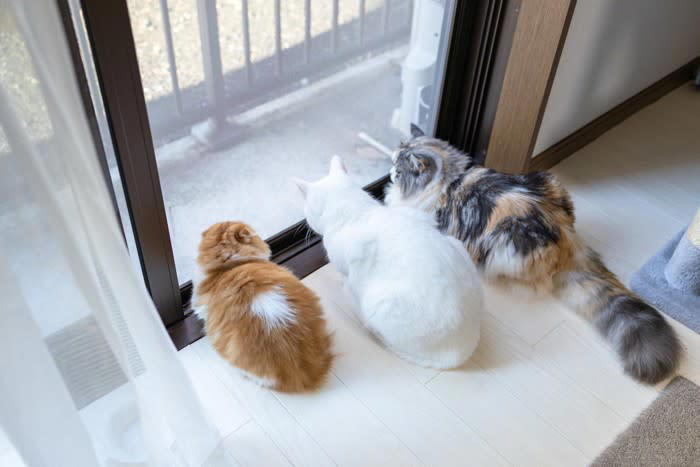 猫をベランダに出すのを避けたほうがいい理由, 1.脱走する危険がある, 3.感染症の危険, 猫を守るためにできること, 室内の環境を充実させる, ハーネスとリードを使用する, 寄生虫の予防をする