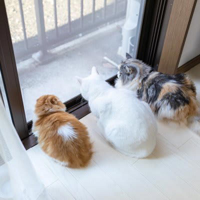 猫をベランダに出すのを避けたほうがいい理由, 1.脱走する危険がある, 3.感染症の危険, 猫を守るためにできること, 室内の環境を充実させる, ハーネスとリードを使用する, 寄生虫の予防をする