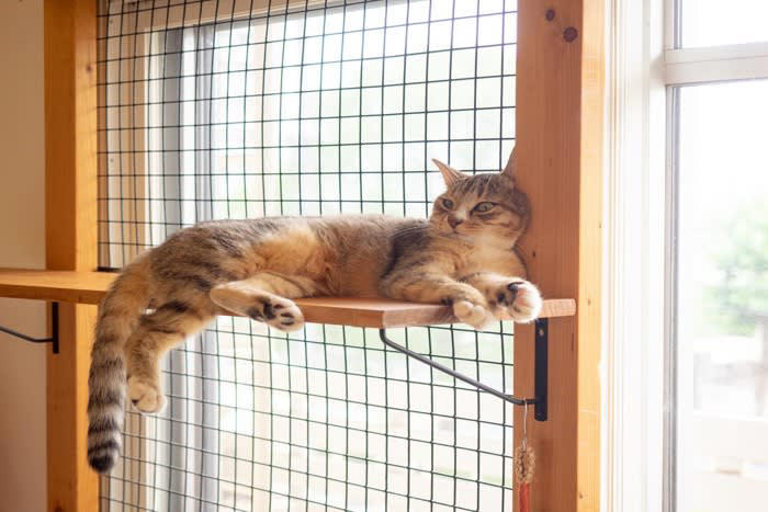 猫をベランダに出すのを避けたほうがいい理由, 1.脱走する危険がある, 3.感染症の危険, 猫を守るためにできること, 室内の環境を充実させる, ハーネスとリードを使用する, 寄生虫の予防をする