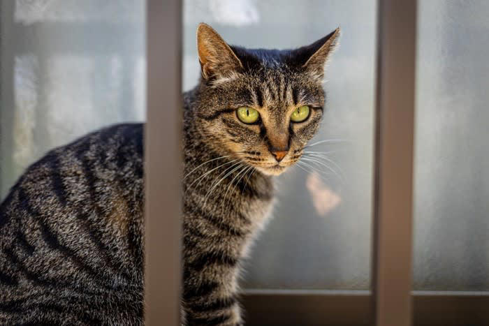 猫をベランダに出すのを避けたほうがいい理由, 1.脱走する危険がある, 3.感染症の危険, 猫を守るためにできること, 室内の環境を充実させる, ハーネスとリードを使用する, 寄生虫の予防をする
