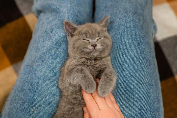 猫が「腹痛を隠している」ときの6つの兆候, 2.食欲・飲水量の変化, 3.活動性の変化, 5.身体的な変化, 受診した方がいいケースは？, 日常的にできるケア