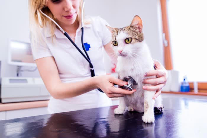 猫が「腹痛を隠している」ときの6つの兆候, 2.食欲・飲水量の変化, 3.活動性の変化, 5.身体的な変化, 受診した方がいいケースは？, 日常的にできるケア
