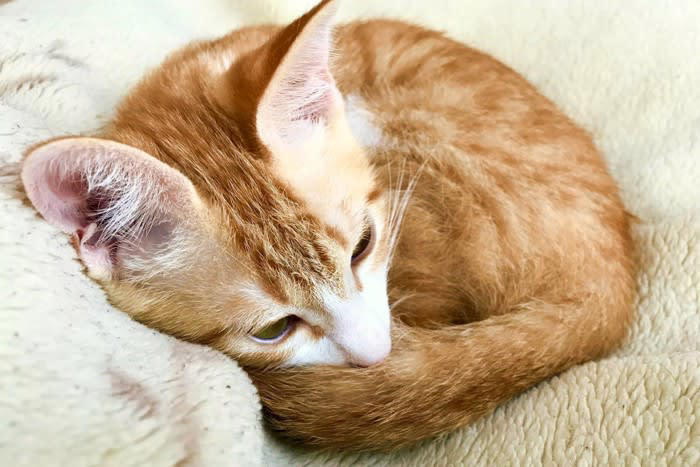 猫が「腹痛を隠している」ときの6つの兆候, 2.食欲・飲水量の変化, 3.活動性の変化, 5.身体的な変化, 受診した方がいいケースは？, 日常的にできるケア