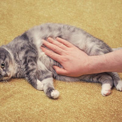猫が「腹痛を隠している」ときの6つの兆候, 2.食欲・飲水量の変化, 3.活動性の変化, 5.身体的な変化, 受診した方がいいケースは？, 日常的にできるケア