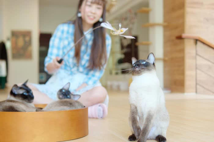 猫に見られる代表的な常同行動の症状, 1.過剰なグルーミング, 2.同じ場所を行き来する・目的のない徘徊, 4.過剰な吸啜（きゅうてつ）行動, 5.異常な食行動, 6.無意味な鳴き声, 常同行動の原因と背景, 常同行動への対処法