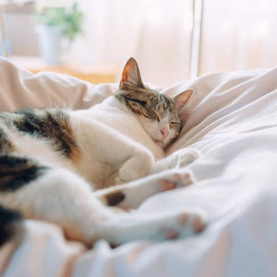 猫に見られる代表的な常同行動の症状, 1.過剰なグルーミング, 2.同じ場所を行き来する・目的のない徘徊, 4.過剰な吸啜（きゅうてつ）行動, 5.異常な食行動, 6.無意味な鳴き声, 常同行動の原因と背景, 常同行動への対処法