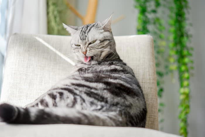猫に見られる代表的な常同行動の症状, 1.過剰なグルーミング, 2.同じ場所を行き来する・目的のない徘徊, 4.過剰な吸啜（きゅうてつ）行動, 5.異常な食行動, 6.無意味な鳴き声, 常同行動の原因と背景, 常同行動への対処法