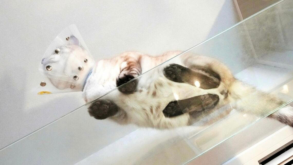 “猫前提”の家づくり, 猫が「本当に喜ぶ」キャットウォーク、3つの鉄則, 費用は総額200万円, ”猫専門”の建築家になった理由