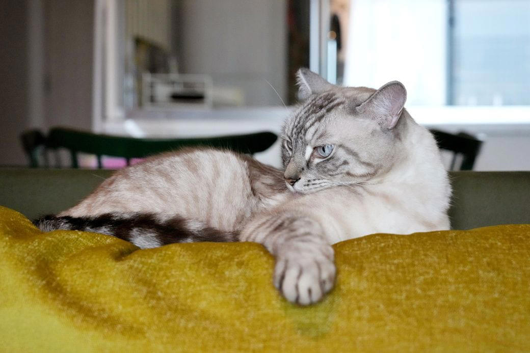 “猫前提”の家づくり, 猫が「本当に喜ぶ」キャットウォーク、3つの鉄則, 費用は総額200万円, ”猫専門”の建築家になった理由