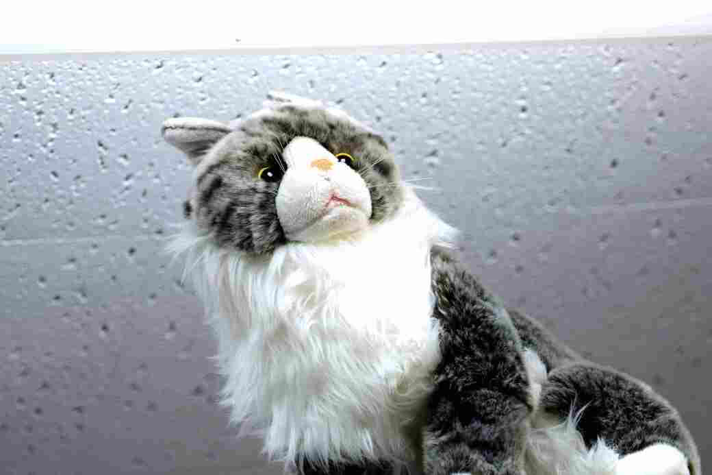 “猫前提”の家づくり, 猫が「本当に喜ぶ」キャットウォーク、3つの鉄則, 費用は総額200万円, ”猫専門”の建築家になった理由