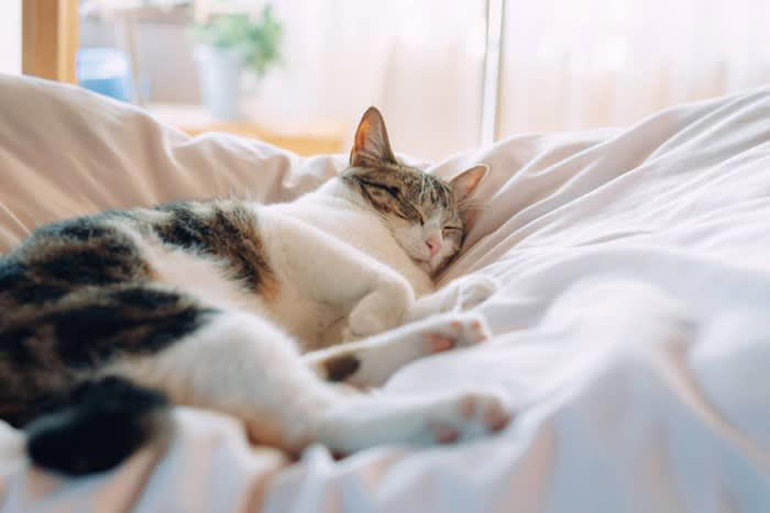 猫に見られる代表的な常同行動の症状, 1.過剰なグルーミング, 2.同じ場所を行き来する・目的のない徘徊, 4.過剰な吸啜（きゅうてつ）行動, 5.異常な食行動, 6.無意味な鳴き声, 常同行動の原因と背景, 常同行動への対処法