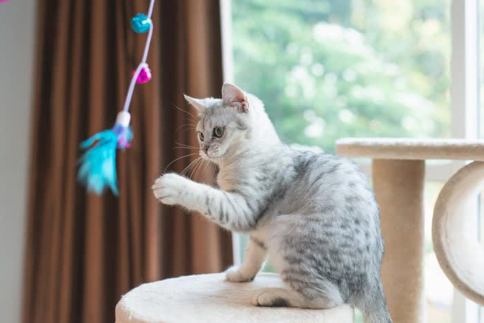 猫に見られる代表的な常同行動の症状, 1.過剰なグルーミング, 2.同じ場所を行き来する・目的のない徘徊, 4.過剰な吸啜（きゅうてつ）行動, 5.異常な食行動, 6.無意味な鳴き声, 常同行動の原因と背景, 常同行動への対処法