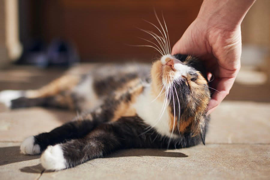 お留守番が必要…何が必要？, ごはんや水を与える, トイレなどの衛生管理, 猫ちゃんの健康管理, お留守番トラブル…猫だけではなぜダメ？, 不適切な給水や給餌, 猫の健康管理不足, 急な停電などによる暑さトラブル, お留守番が必要になったらどうしたらいい？, 親戚や知り合いなど猫ちゃんをよく知る人にお願いする