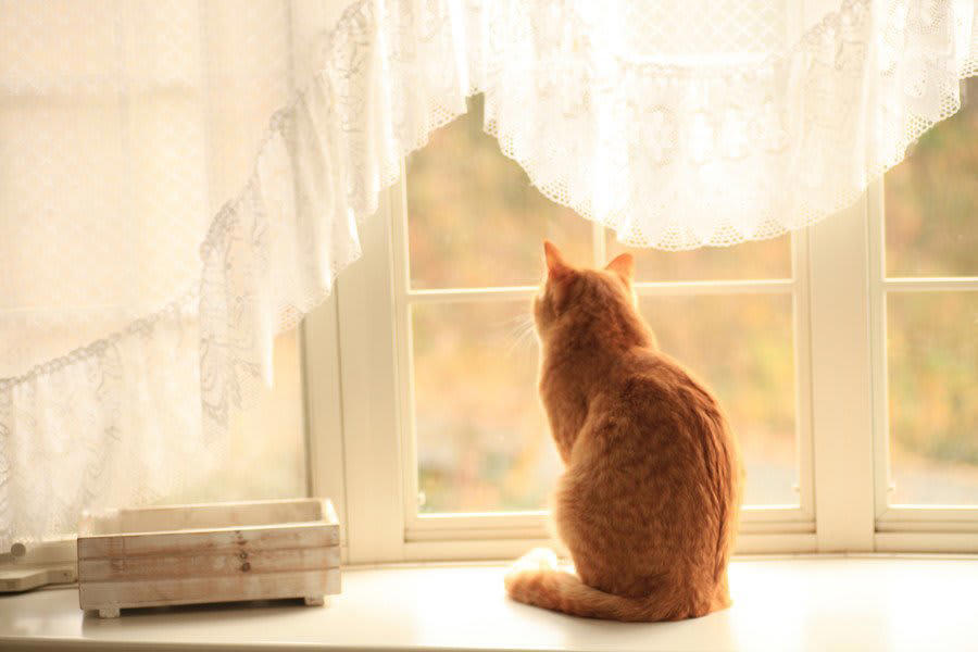 お留守番が必要…何が必要？, ごはんや水を与える, トイレなどの衛生管理, 猫ちゃんの健康管理, お留守番トラブル…猫だけではなぜダメ？, 不適切な給水や給餌, 猫の健康管理不足, 急な停電などによる暑さトラブル, お留守番が必要になったらどうしたらいい？, 親戚や知り合いなど猫ちゃんをよく知る人にお願いする