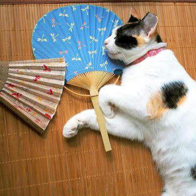 お留守番が必要…何が必要？, ごはんや水を与える, トイレなどの衛生管理, 猫ちゃんの健康管理, お留守番トラブル…猫だけではなぜダメ？, 不適切な給水や給餌, 猫の健康管理不足, 急な停電などによる暑さトラブル, お留守番が必要になったらどうしたらいい？, 親戚や知り合いなど猫ちゃんをよく知る人にお願いする