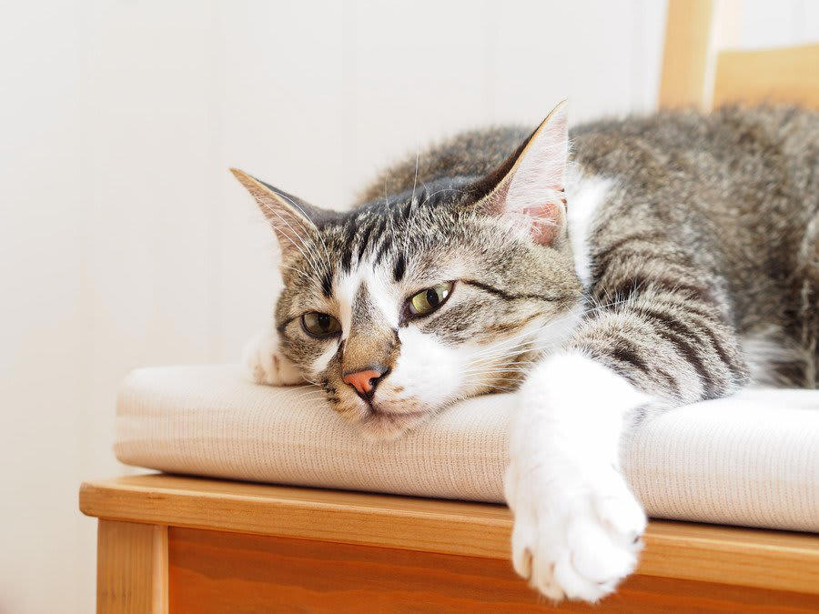 お留守番が必要…何が必要？, ごはんや水を与える, トイレなどの衛生管理, 猫ちゃんの健康管理, お留守番トラブル…猫だけではなぜダメ？, 不適切な給水や給餌, 猫の健康管理不足, 急な停電などによる暑さトラブル, お留守番が必要になったらどうしたらいい？, 親戚や知り合いなど猫ちゃんをよく知る人にお願いする