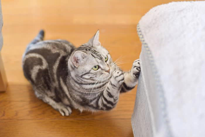 1.巻き爪になる, 2.人やほかの動物にケガをさせる, 3.引っ掛かったり、引っ掻いたりでケガをする, 4.家具や壁などを傷つける