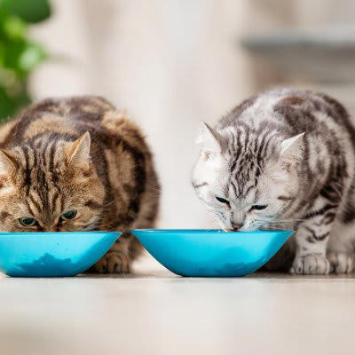 1.年齢に応じて切り替える, 2.体調に合わせて切り替える, 3.フードを食べなくなったら切り替える, 上手なフードの切り替え方
