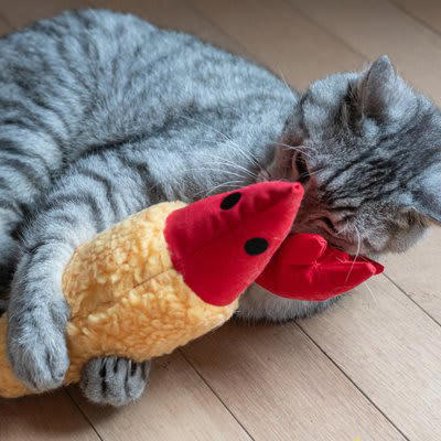 1.子育て気分を味わっている, 2.仲間と交流している, 3.獲物だと思っている, 4.飼い主さんと遊びたい, 5.一緒にいると安心する