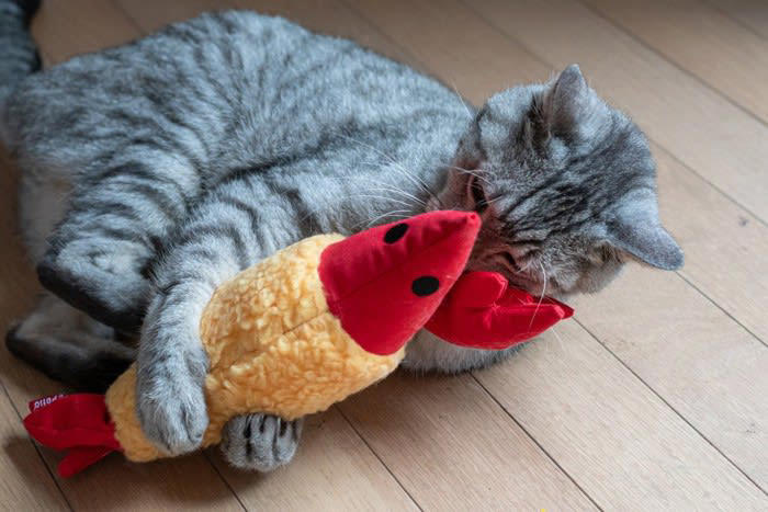 1.子育て気分を味わっている, 2.仲間と交流している, 3.獲物だと思っている, 4.飼い主さんと遊びたい, 5.一緒にいると安心する