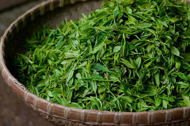 Processing Methods, Flavor: Fresh vs. Bold, Caffeine Content: Which Tea Packs More Punch?, How to Brew Tea, What Are the Best Uses for Tea?, The Takeaway