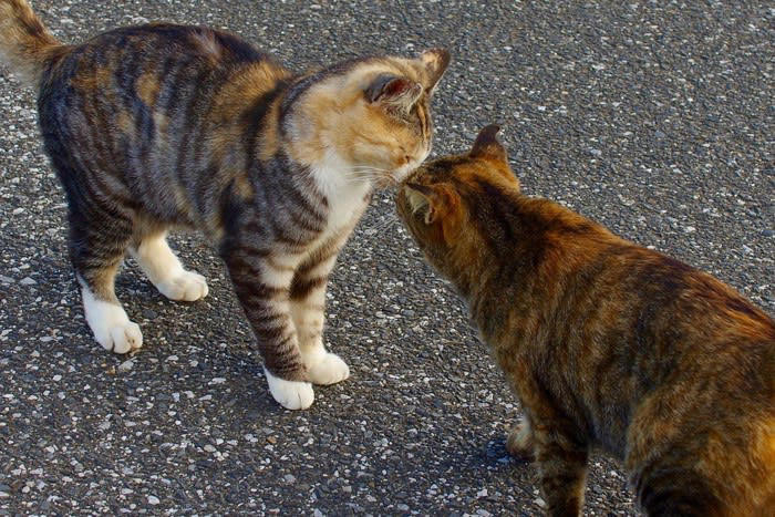 1.子育て気分を味わっている, 2.仲間と交流している, 3.獲物だと思っている, 4.飼い主さんと遊びたい, 5.一緒にいると安心する