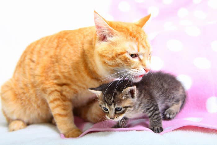 1.子育て気分を味わっている, 2.仲間と交流している, 3.獲物だと思っている, 4.飼い主さんと遊びたい, 5.一緒にいると安心する