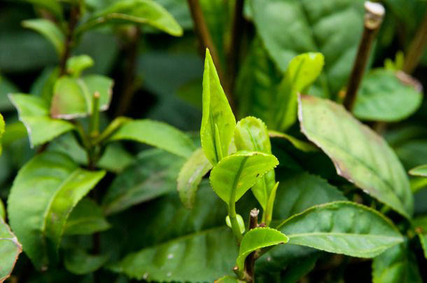 Processing Methods, Flavor: Fresh vs. Bold, Caffeine Content: Which Tea Packs More Punch?, How to Brew Tea, What Are the Best Uses for Tea?, The Takeaway