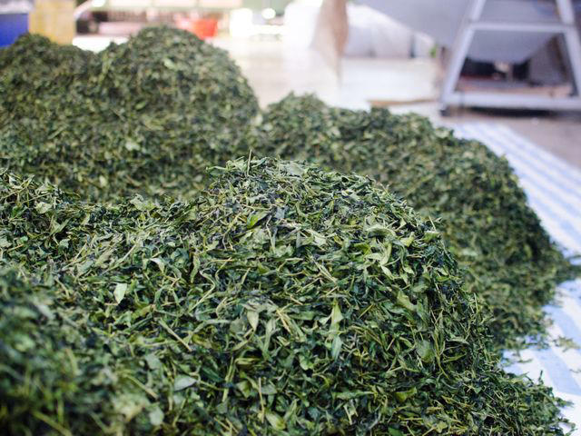 Processing Methods, Flavor: Fresh vs. Bold, Caffeine Content: Which Tea Packs More Punch?, How to Brew Tea, What Are the Best Uses for Tea?, The Takeaway