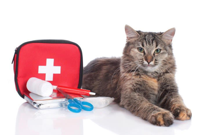 覚えておきたい、猫の応急処置5選, 1.出血している場合, 2.骨折や脱臼が疑われる場合, 3.異物を飲み込んでしまった場合, 4.火傷（やけど）を負った場合, 5.中毒（誤食・薬品接触）の場合, 猫の応急処置に備えて“今すぐできる準備”, 猫用応急処置セットを用意しよう, 応急処置マニュアルを確認しておく, 緊急時に落ち着ける“キャリーの準備”