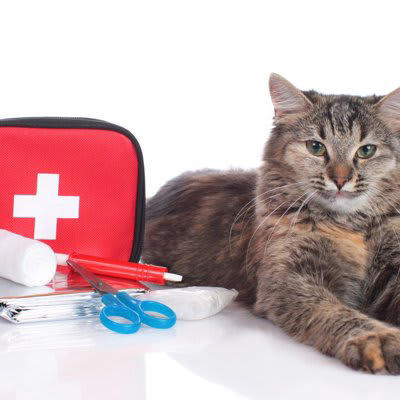 覚えておきたい、猫の応急処置5選, 1.出血している場合, 2.骨折や脱臼が疑われる場合, 3.異物を飲み込んでしまった場合, 4.火傷（やけど）を負った場合, 5.中毒（誤食・薬品接触）の場合, 猫の応急処置に備えて“今すぐできる準備”, 猫用応急処置セットを用意しよう, 応急処置マニュアルを確認しておく, 緊急時に落ち着ける“キャリーの準備”