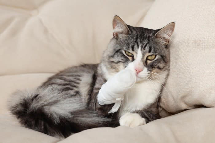 覚えておきたい、猫の応急処置5選, 1.出血している場合, 2.骨折や脱臼が疑われる場合, 3.異物を飲み込んでしまった場合, 4.火傷（やけど）を負った場合, 5.中毒（誤食・薬品接触）の場合, 猫の応急処置に備えて“今すぐできる準備”, 猫用応急処置セットを用意しよう, 応急処置マニュアルを確認しておく, 緊急時に落ち着ける“キャリーの準備”