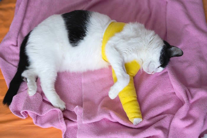 覚えておきたい、猫の応急処置5選, 1.出血している場合, 2.骨折や脱臼が疑われる場合, 3.異物を飲み込んでしまった場合, 4.火傷（やけど）を負った場合, 5.中毒（誤食・薬品接触）の場合, 猫の応急処置に備えて“今すぐできる準備”, 猫用応急処置セットを用意しよう, 応急処置マニュアルを確認しておく, 緊急時に落ち着ける“キャリーの準備”
