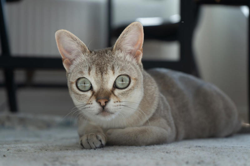 5) Persian, 11) Havana Brown, 12) Singapura, 15) Tonkinese