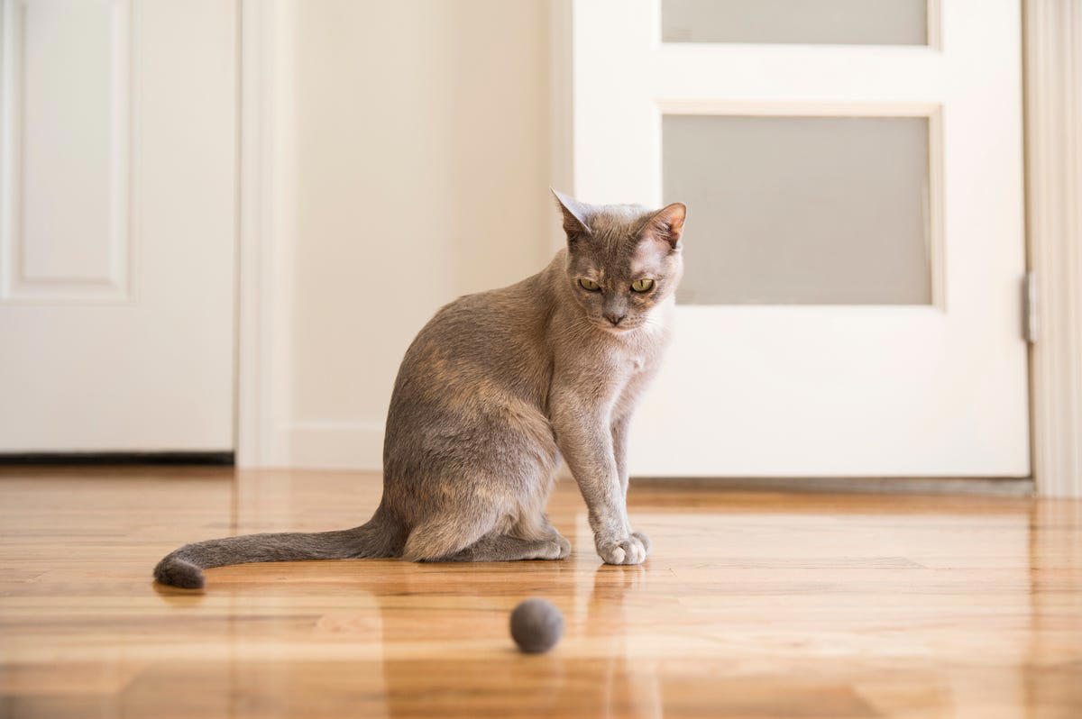 5) Persian, 11) Havana Brown, 12) Singapura, 15) Tonkinese