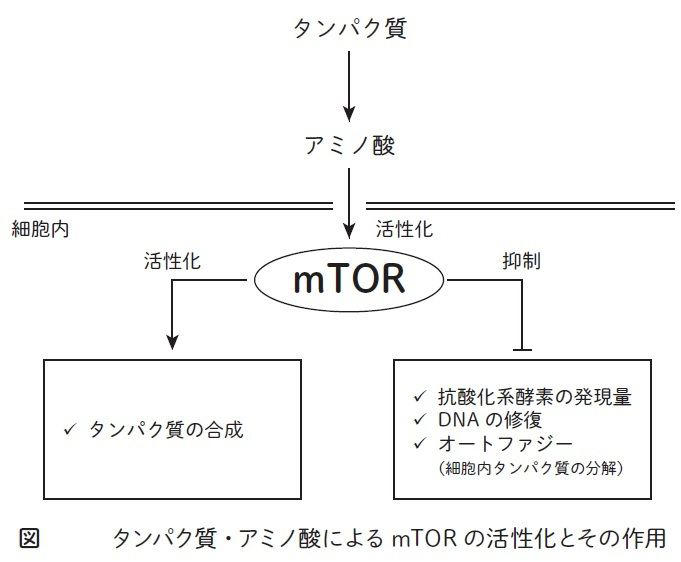 タンパク質ってたくさん摂取したほうがよいの？, 日本人のタンパク質摂取量の現状, タンパク質を多く摂ることによるメリット, タンパク質を多く摂ることによるデメリット, プラスとマイナスの両方の影響