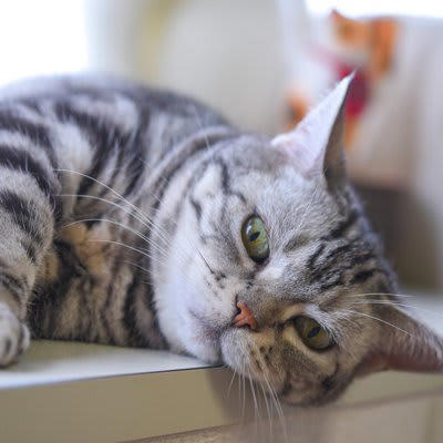 猫が好きな『冷たいもの』とは？, 2.冷やしたタオル, 3.冷蔵保存したおやつ, 4.氷を少量なめさせる, 冷たいものを猫に与えるときの3つの注意点