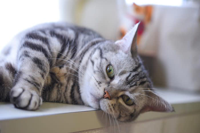 猫が好きな『冷たいもの』とは？, 2.冷やしたタオル, 3.冷蔵保存したおやつ, 4.氷を少量なめさせる, 冷たいものを猫に与えるときの3つの注意点