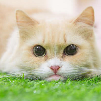 クリーム色が美しい猫種, 1.スコティッシュフォールド, 4.エキゾチックショートヘア, 5.メインクーン, クリーム色の被毛は珍しい！