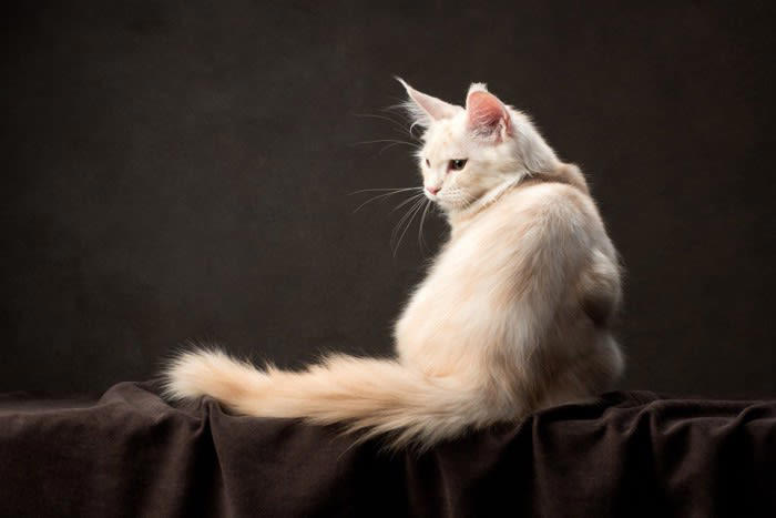 クリーム色が美しい猫種, 1.スコティッシュフォールド, 4.エキゾチックショートヘア, 5.メインクーン, クリーム色の被毛は珍しい！