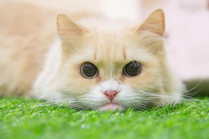 クリーム色が美しい猫種, 1.スコティッシュフォールド, 4.エキゾチックショートヘア, 5.メインクーン, クリーム色の被毛は珍しい！