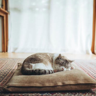 猫が選ぶ5つの“眠る位置”別・信頼度とその理由, 1. 飼い主のお腹や胸の上で眠る, 2. 足元や布団の端で眠る, 3. 飼い主の顔の横や枕元で眠る, 4. ソファや椅子の背もたれ上, 5. 部屋の隅や家具の下, 信頼度が上がる“猫の寝場所”の作り方, 高さと囲まれ感のある場所を用意する, 飼い主のにおいがするアイテムを活用する, 静かで落ち着ける場所に寝床を置く, 複数の寝場所を用意する, 猫が選んだ“お気に入りスポット”は尊重する