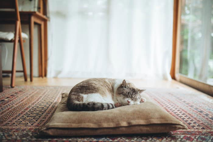 猫が選ぶ5つの“眠る位置”別・信頼度とその理由, 1. 飼い主のお腹や胸の上で眠る, 2. 足元や布団の端で眠る, 3. 飼い主の顔の横や枕元で眠る, 4. ソファや椅子の背もたれ上, 5. 部屋の隅や家具の下, 信頼度が上がる“猫の寝場所”の作り方, 高さと囲まれ感のある場所を用意する, 飼い主のにおいがするアイテムを活用する, 静かで落ち着ける場所に寝床を置く, 複数の寝場所を用意する, 猫が選んだ“お気に入りスポット”は尊重する