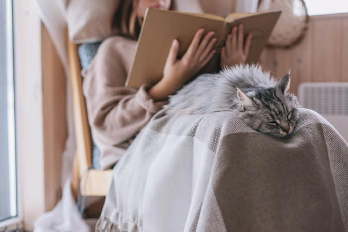 猫が選ぶ5つの“眠る位置”別・信頼度とその理由, 1. 飼い主のお腹や胸の上で眠る, 2. 足元や布団の端で眠る, 3. 飼い主の顔の横や枕元で眠る, 4. ソファや椅子の背もたれ上, 5. 部屋の隅や家具の下, 信頼度が上がる“猫の寝場所”の作り方, 高さと囲まれ感のある場所を用意する, 飼い主のにおいがするアイテムを活用する, 静かで落ち着ける場所に寝床を置く, 複数の寝場所を用意する, 猫が選んだ“お気に入りスポット”は尊重する