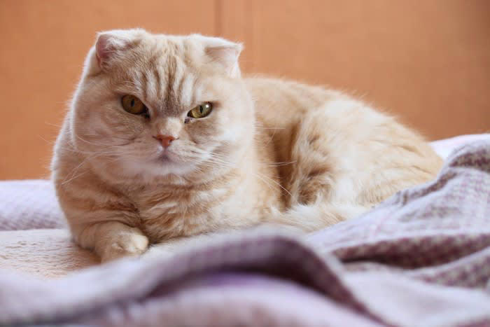 クリーム色が美しい猫種, 1.スコティッシュフォールド, 4.エキゾチックショートヘア, 5.メインクーン, クリーム色の被毛は珍しい！