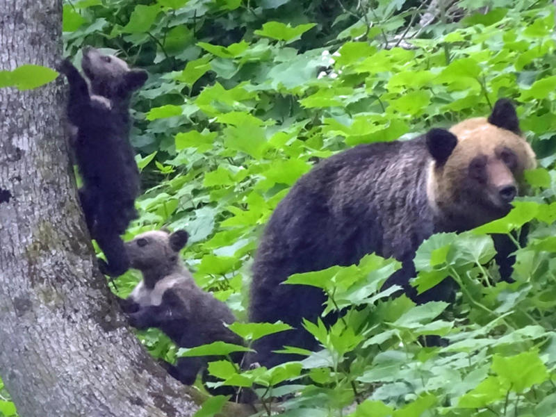 ■危険事例が増えていた, ■対策の基本は「クマと出会わないようにする」, ■見通しの悪い場所の前では声, ■クマよけスプレーの重要性, ■クマスプレーは事実上「唯一の道具」, ■警察・自衛隊で使用実績「カウンターアソールト」, ■安価な粗悪品も目立つ, ■幾度もクマと対峙してきた, ■クマスプレー「講習会」や「レンタル」も, ■最終手段は「戦う」ほかない, ■事故現場は見通しが悪い場所
