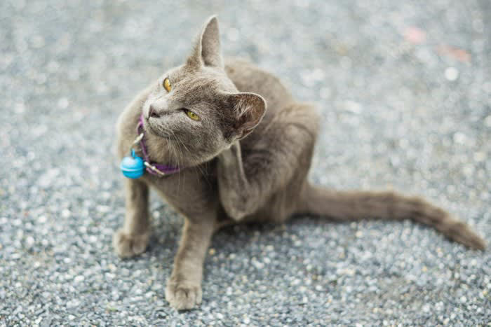 首輪をするメリット, 首輪をするデメリット, 猫のストレスになる, 事故につながる可能性がある, 皮膚病になる可能性がある, 首輪以外の個体識別法, 外見的特徴をまとめる, 行動的特徴をまとめる