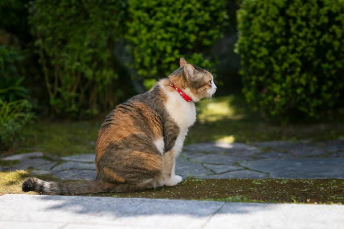 首輪をするメリット, 首輪をするデメリット, 猫のストレスになる, 事故につながる可能性がある, 皮膚病になる可能性がある, 首輪以外の個体識別法, 外見的特徴をまとめる, 行動的特徴をまとめる